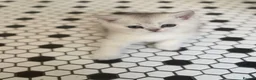 Scottish Fold cats for sale: 4 x SILVER CHINCHILLA SCOTTISH FOLD/STRAIGHT - Advert 10