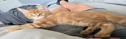 Maine Coon cats for sale: Red Tabby Maine Coons  - Advert 12