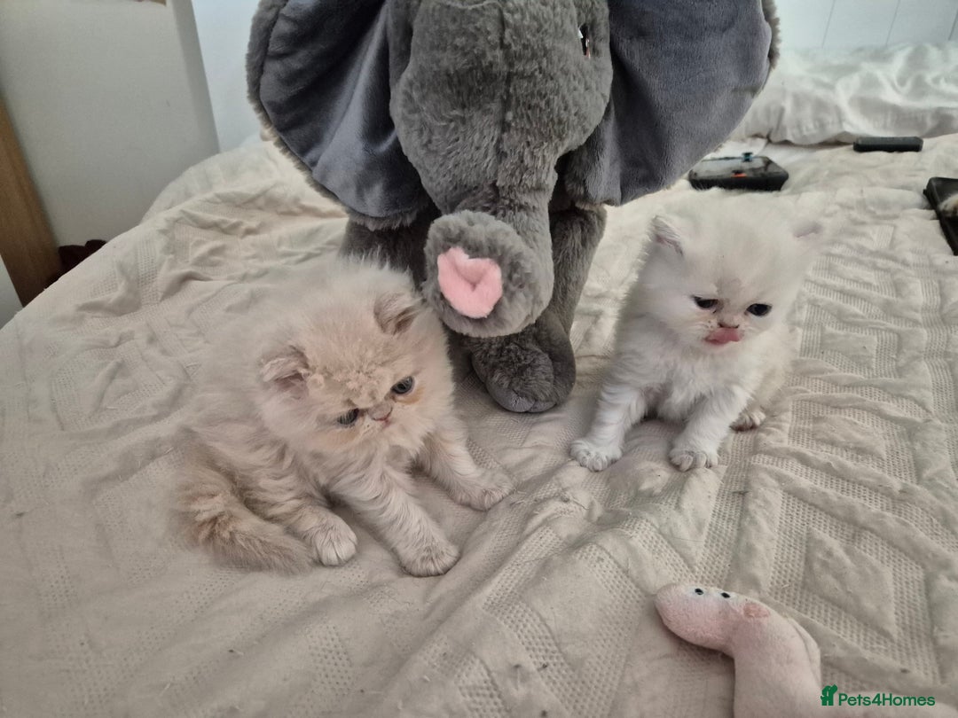 Persian cats for sale: Adorable Female Chinchilla Persian - ready now - Image 6