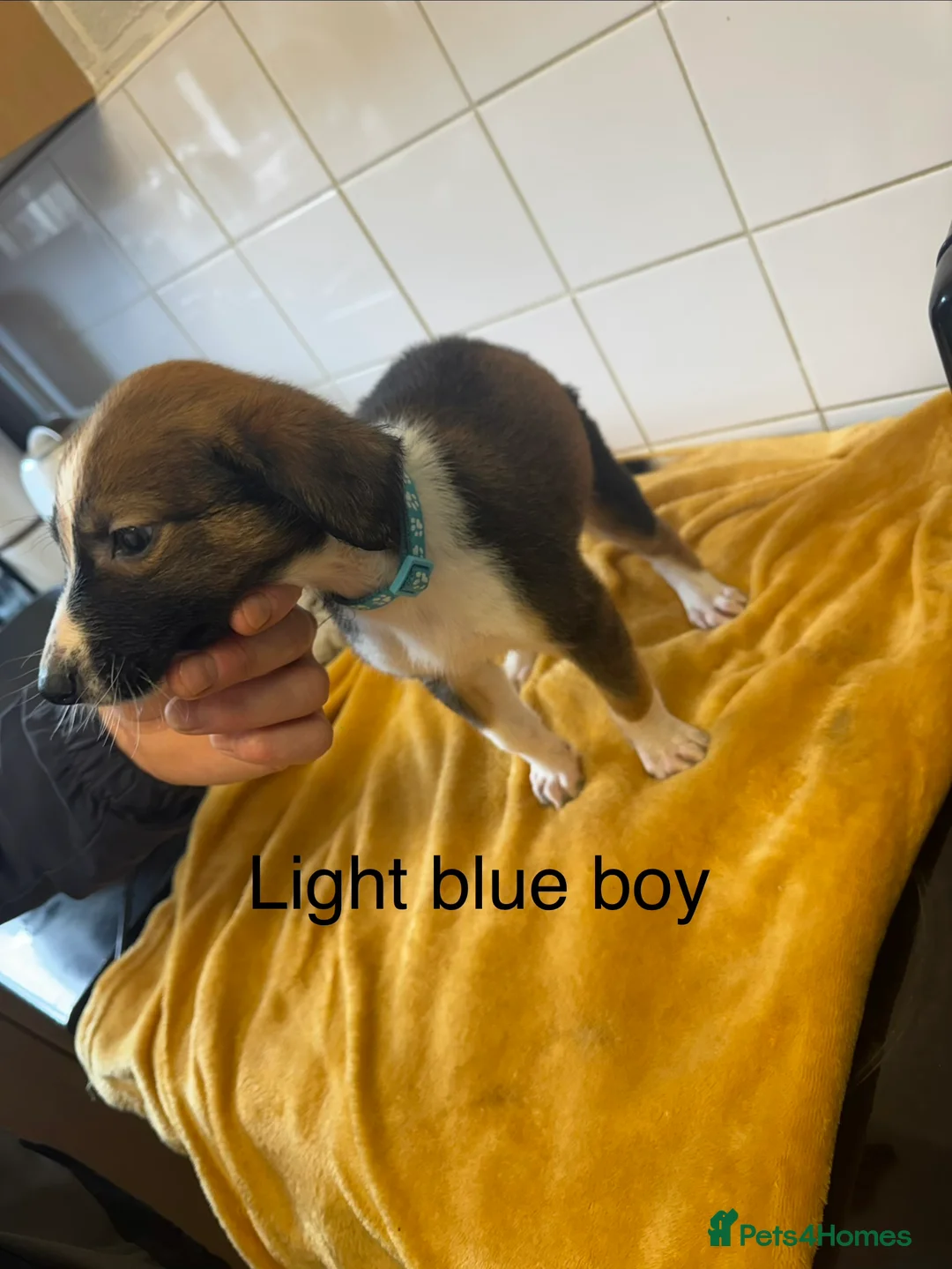 Lurcher dogs for sale: Mali x sluki puppies  - Advert 12
