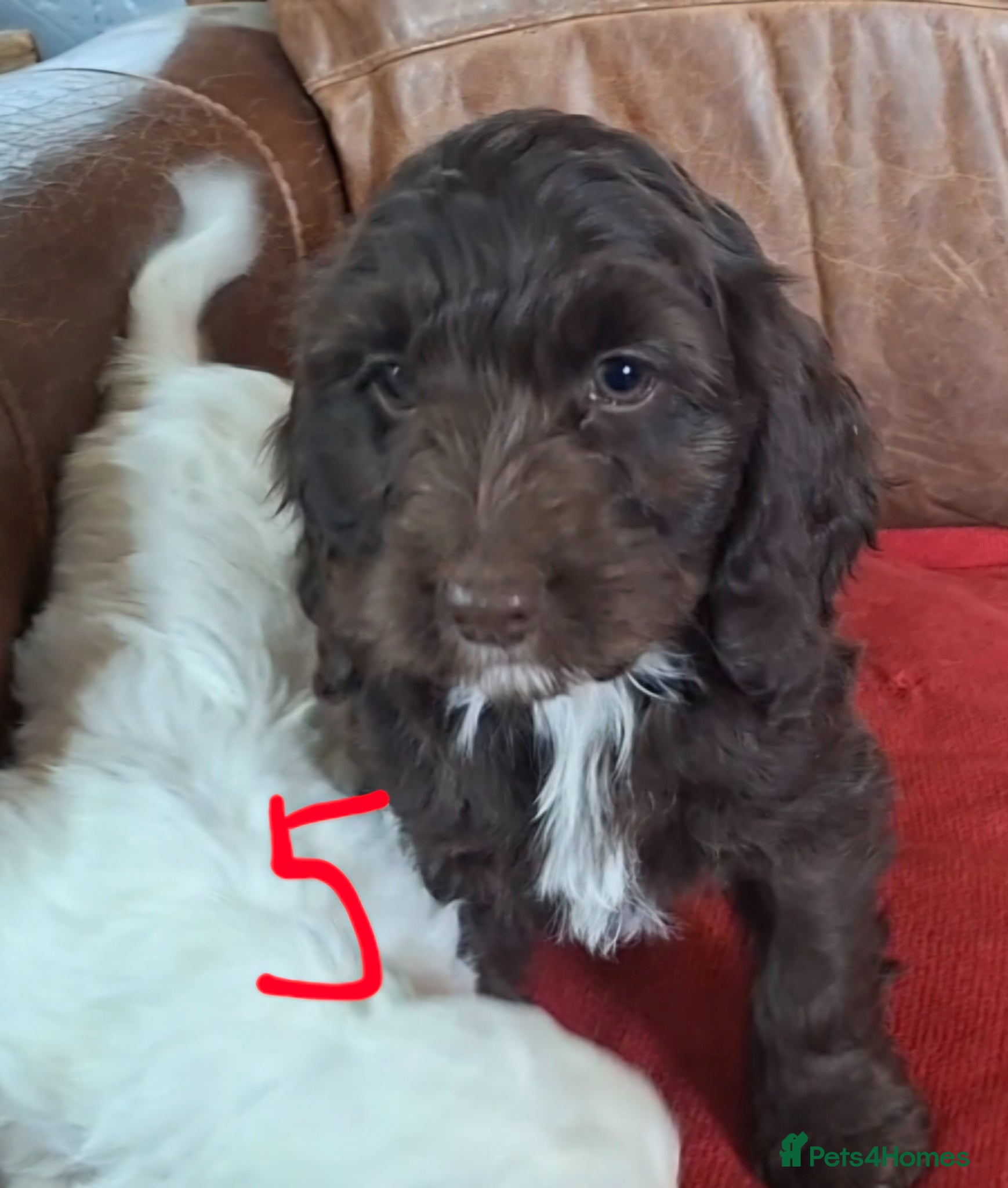 Cockapoo dogs F1 Cockapoo Puppies  - Advert 17