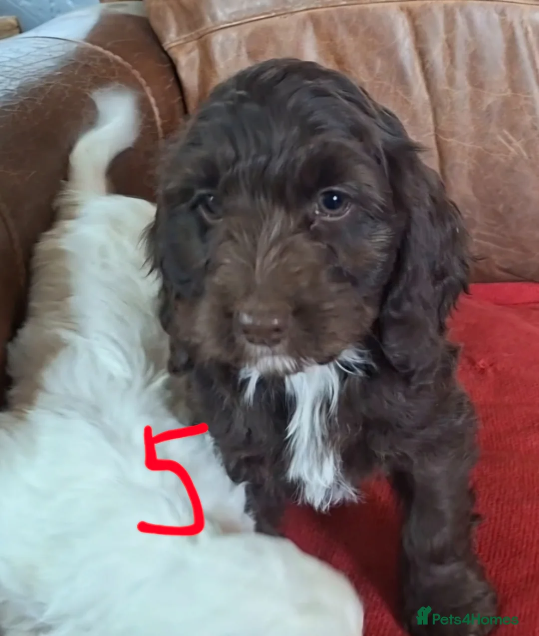 Cockapoo dogs for sale: F1 Cockapoo Puppies  - Advert 1