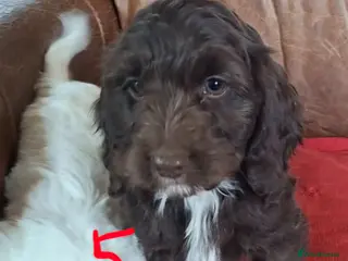 Cockapoo dogs F1 Cockapoo Puppies - Advert 1