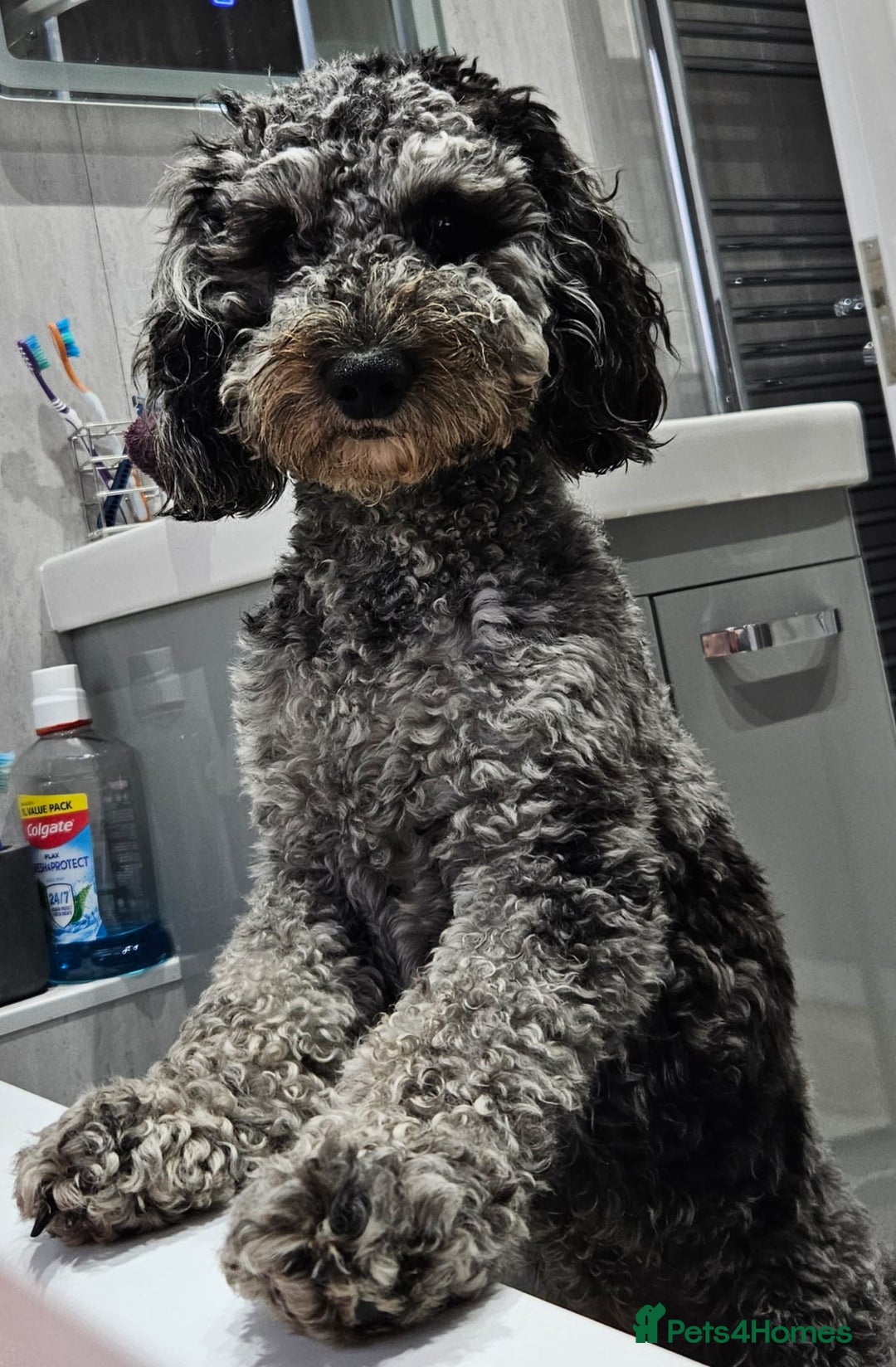Cockapoo dogs for stud: Handsome Merle ready for Stud - Advert 4
