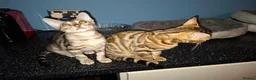 Bengal cats for sale: Stunning Bengal Kittens  - Advert 8