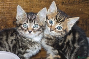 Mixed Breed cats - Advert 1