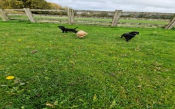 Labrador Retriever dogs for sale: Black and Gold Labrador Pups - Image 6