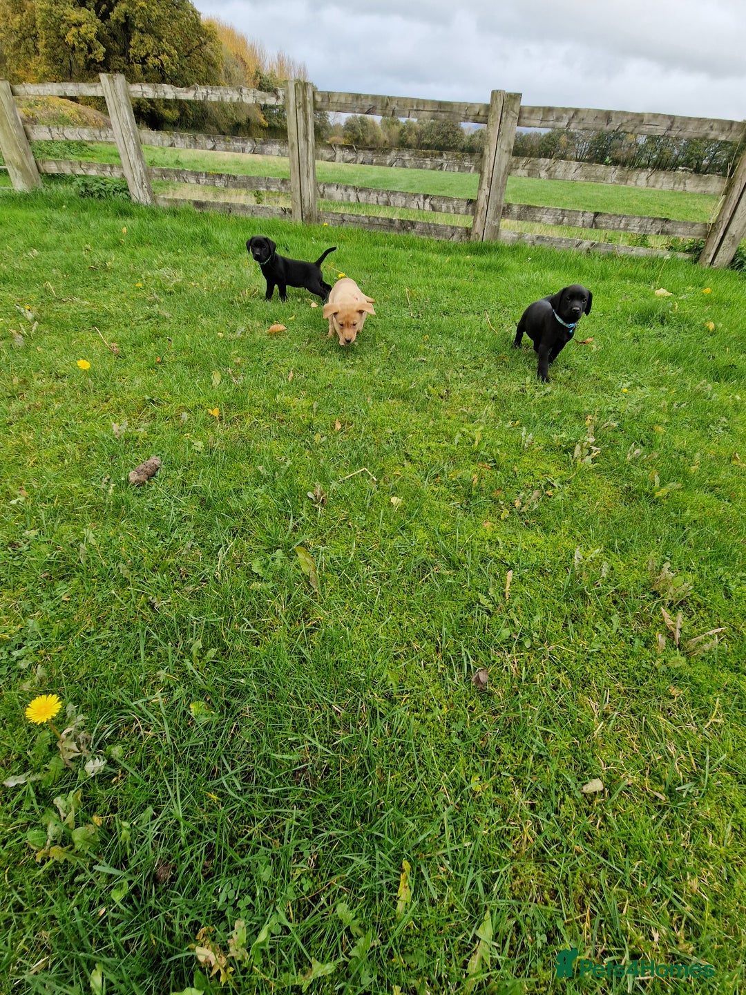 Labrador Retriever dogs for sale: Black and Gold Labrador Pups - Image 6