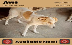 Mixed Breed dogs for adoption: Avis, 1yr old approx. Available for adoption. - Image 2