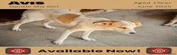 Mixed Breed dogs for adoption: Avis, 1yr old approx. Available for adoption. - Advert 2