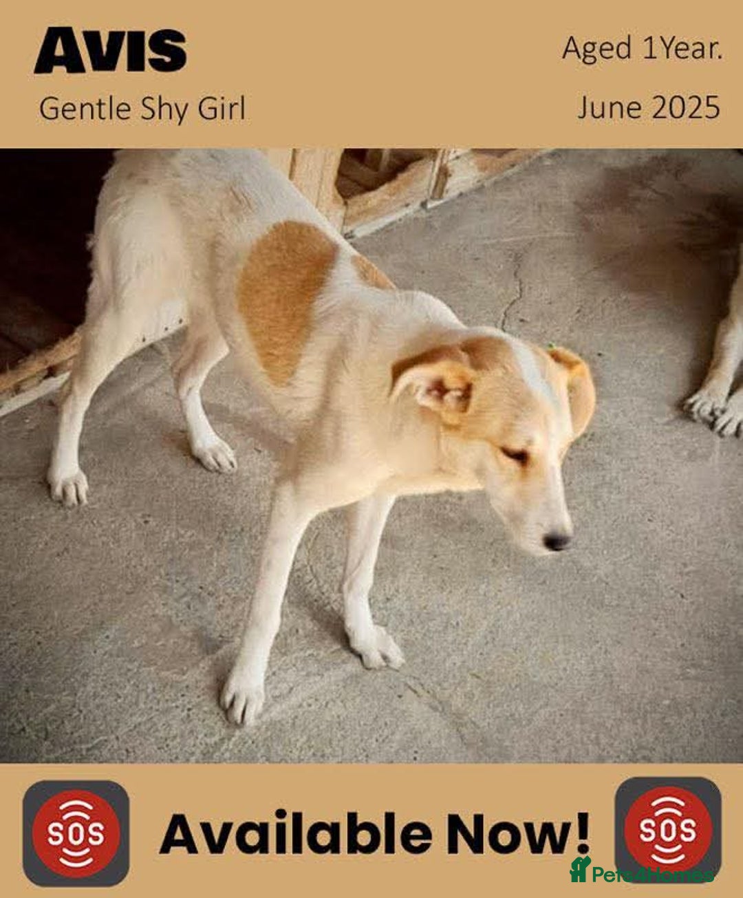 Mixed Breed dogs for adoption: Avis, 1yr old approx. Available for adoption. - Image 2