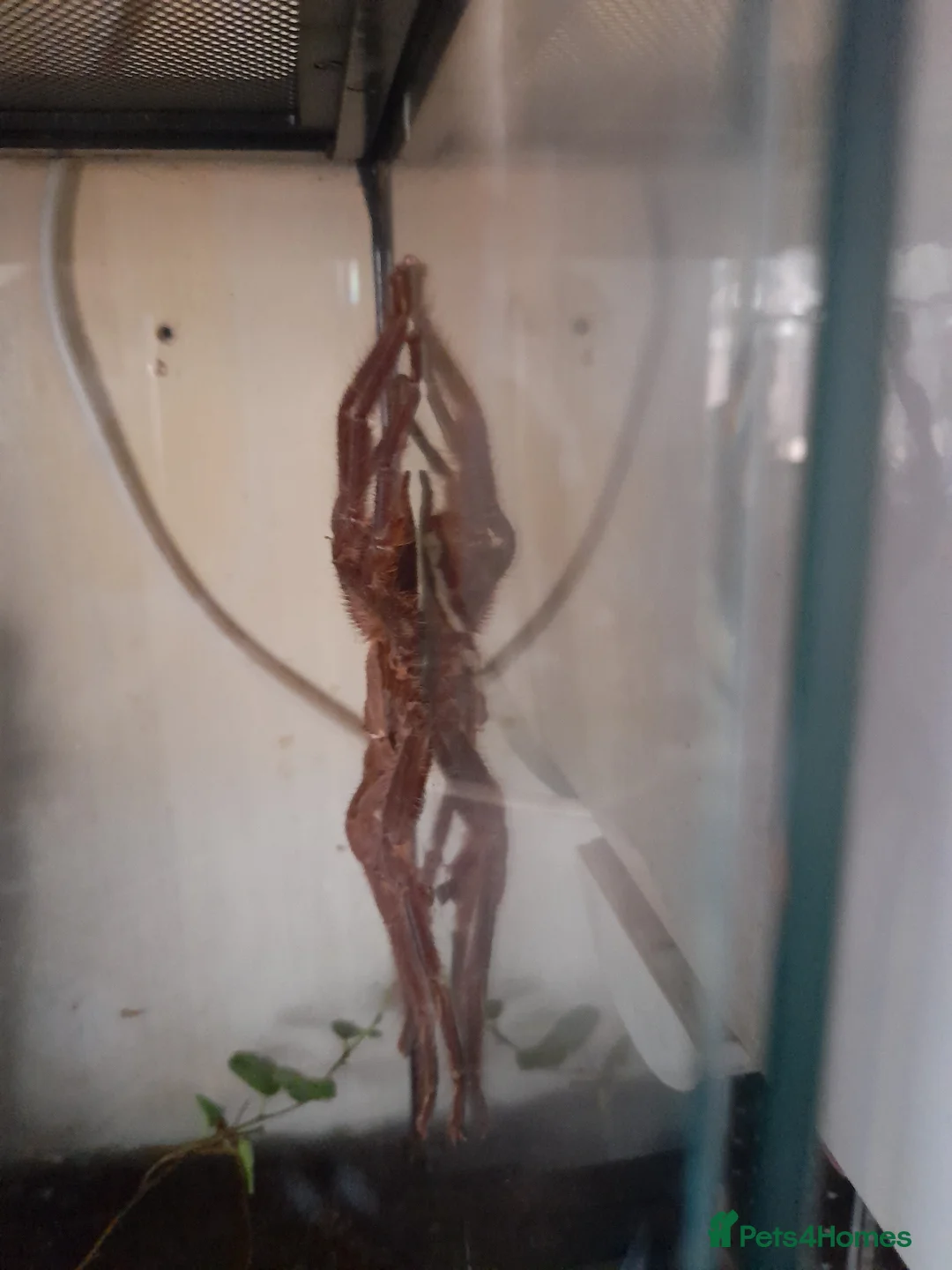 Tarantulas invertebrates for sale: Poecilotheria subfusca lowland mature male - Advert 2