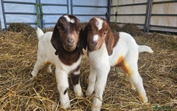 Goats livestock for sale: Pedigree Proven Boer Buck - Image 4