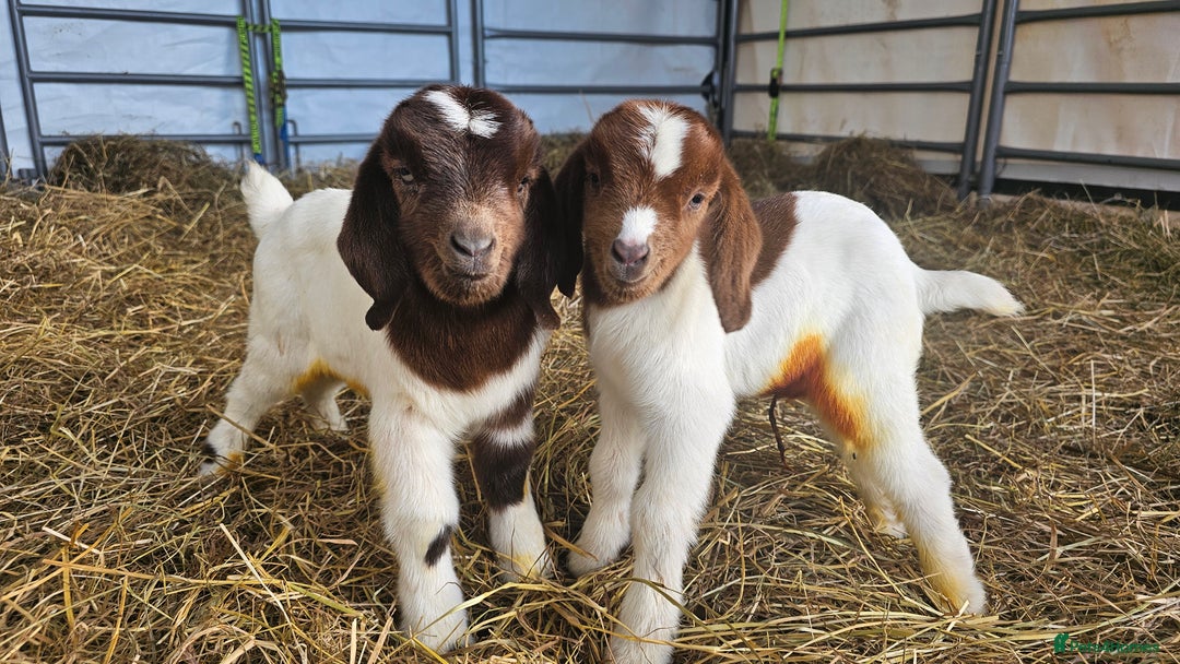 Goats livestock for sale: Pedigree Proven Boer Buck - Image 4