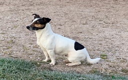 Jack Russell dogs for sale: Jack Russell puppies - Image 5