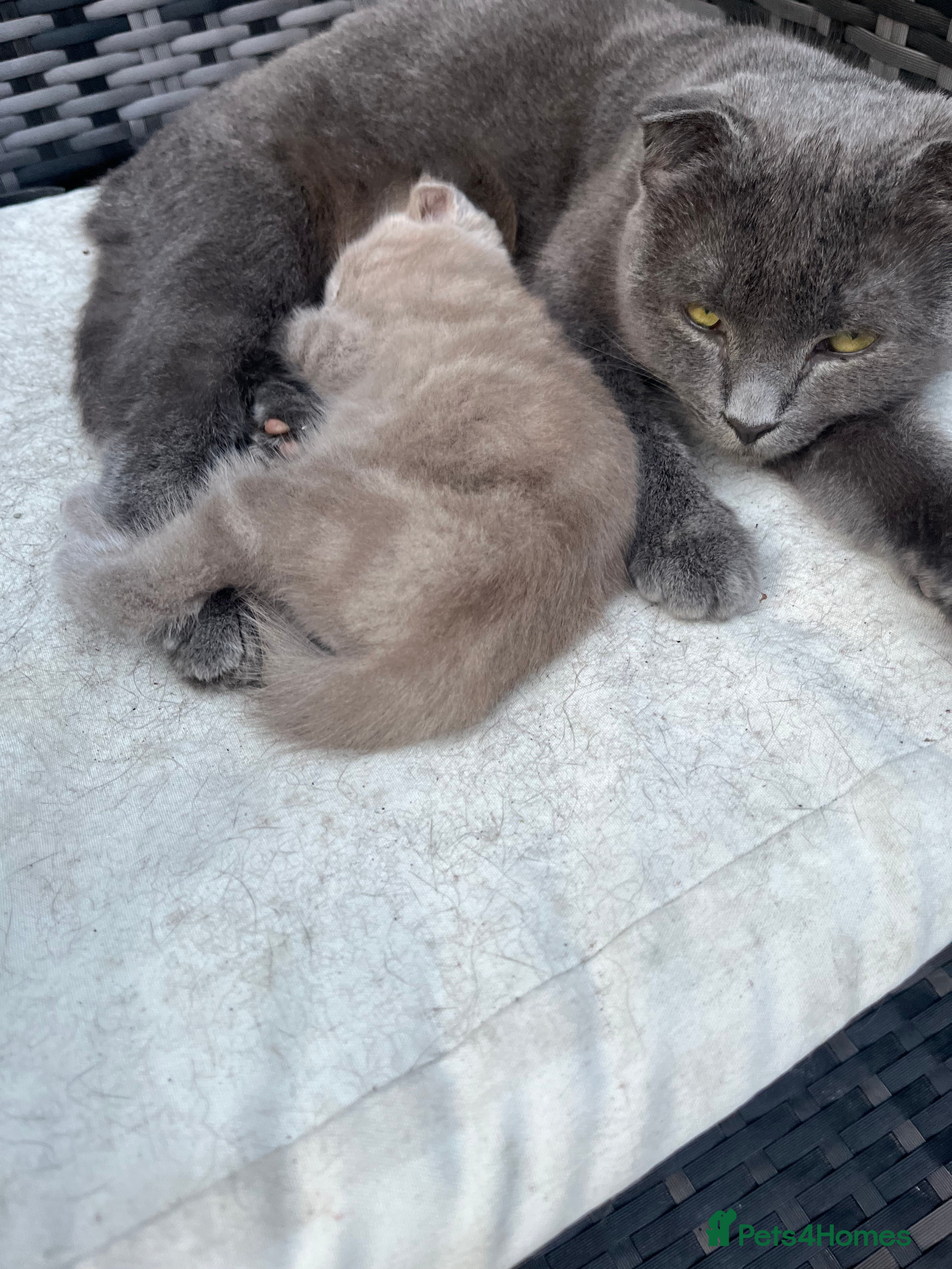 Scottish Fold cats Scottish Fold kittens for sale  - Advert 2