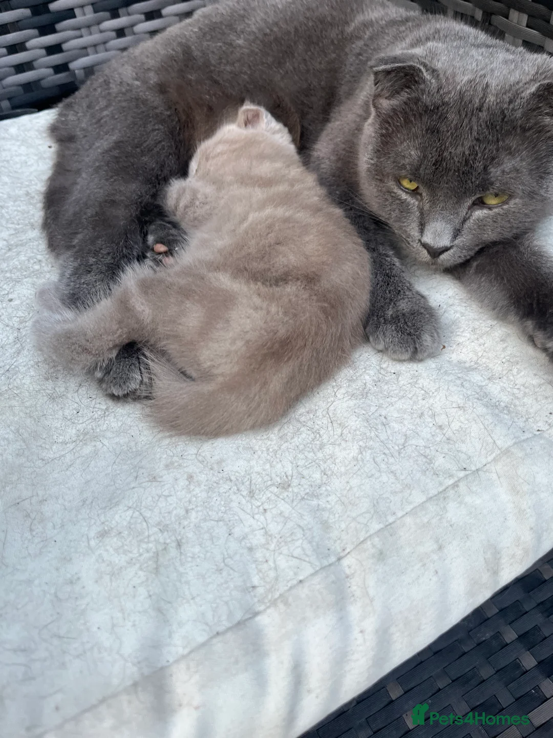 Scottish Fold cats for sale: Scottish Fold kittens for sale  - Advert 1