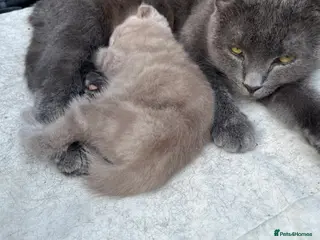 Scottish Fold cats Scottish Fold kittens for sale - Advert 2