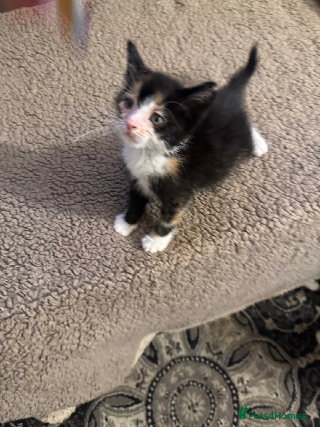 Maine Coon cats for sale: Beautiful Maine coon babies ready now - Image 3