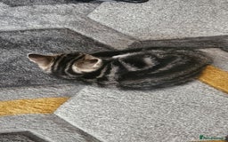 Mixed Breed cats for sale: striped boy - Image 2