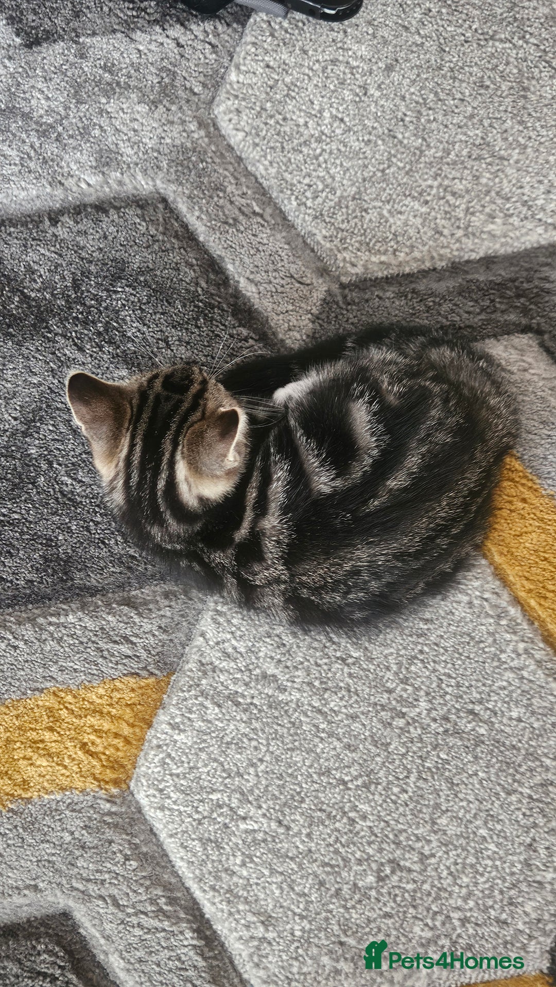 Mixed Breed cats for sale: striped boy - Image 2