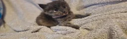 Mixed Breed cats for sale: 4 beautiful kittens for sale in Brighton - Advert 22
