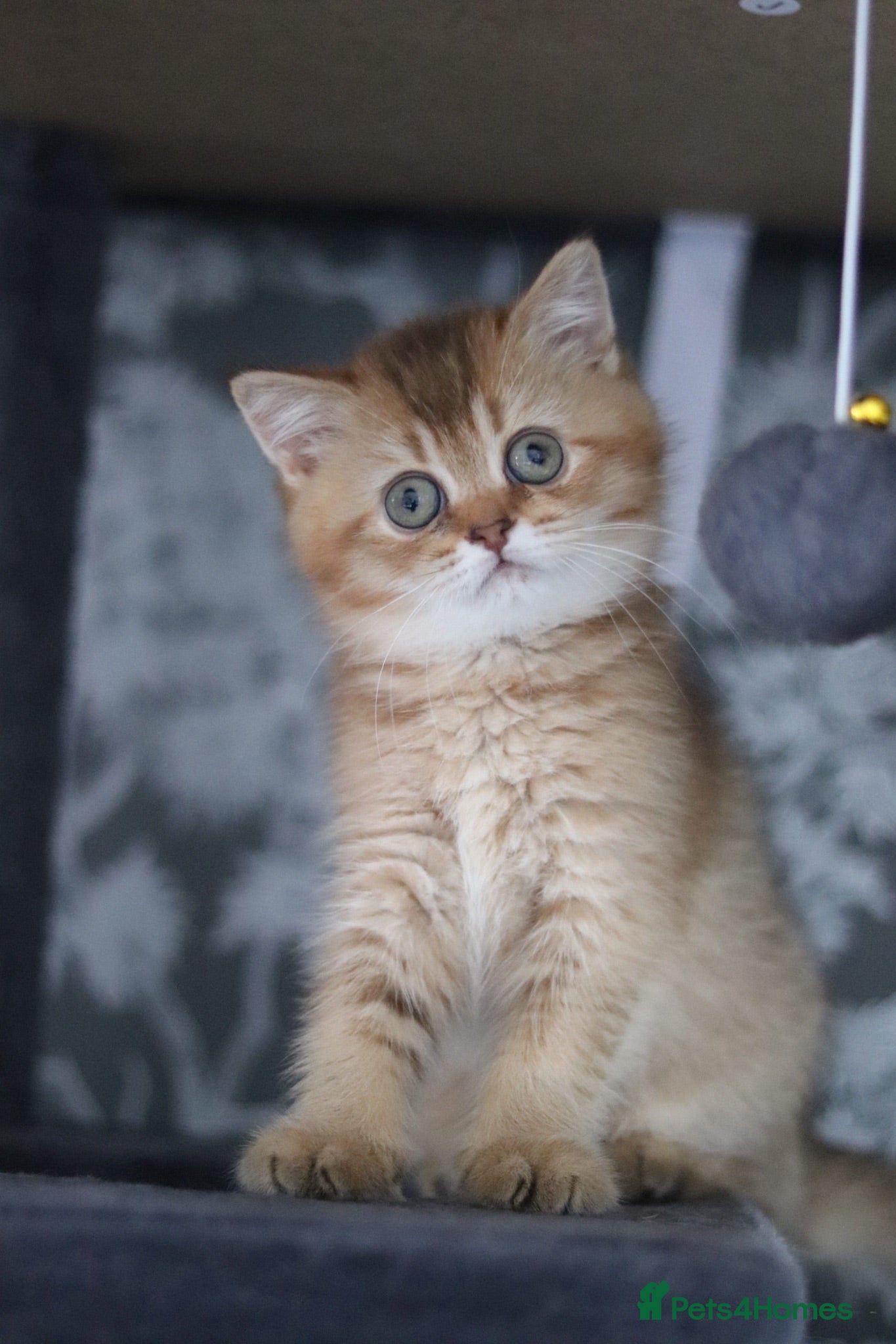 British Shorthair cats 💛 Beautiful Teddy Bear British Shorthair Girl 💛 - Advert 1