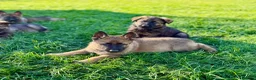 German Shepherd dogs for sale: Working line GSD pups  - Advert 12
