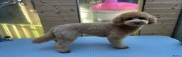 Mixed Breed dogs for sale: 3 Cockalierpoo puppies  in Whitchurch - Advert 18