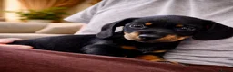 Miniature Dachshund dogs for sale: LAST PUPPY LEFT! BLACK AND TAN GIRL - Advert 2