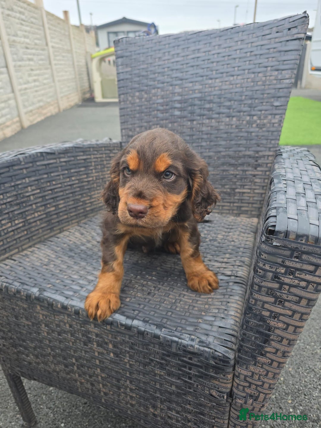 Cocker Spaniel dogs for sale: Chocolate and tan cocker spaniel poppy - Advert 5