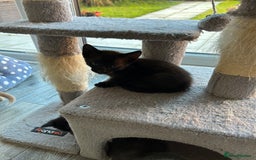 Siamese cats for sale: Siamese Cross Kittens - Image 6