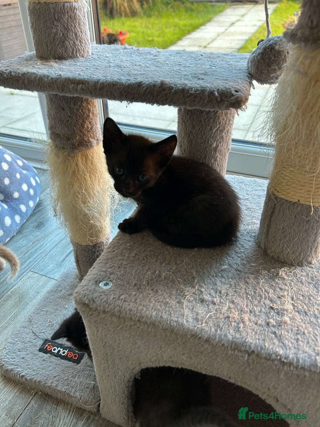 Siamese cats for sale: Siamese Cross Kittens - Image 6