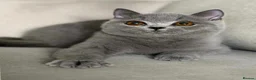 British Shorthair cats for sale: Beautiful boy  - Advert 4