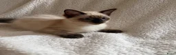 Ragdoll cats for sale: Ready to go beautiful ragdoll kittens in Wembley - Advert 5