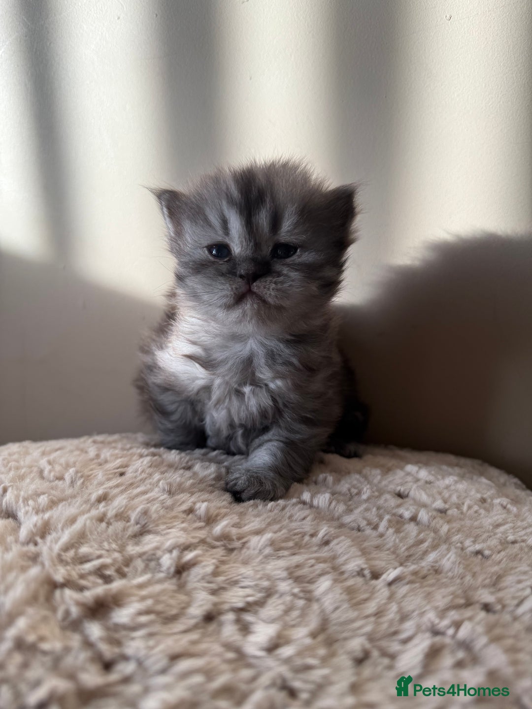 Persian cats for sale: Gorgeous Persian Kittens  - Advert 4