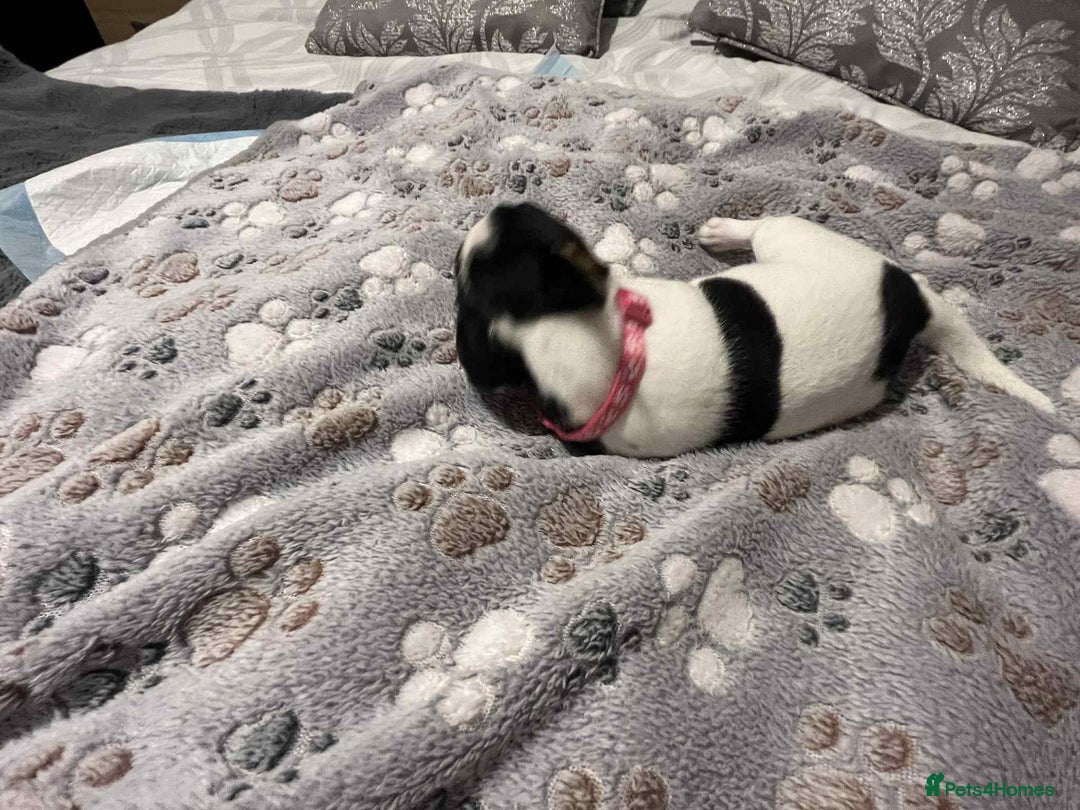 Jack Russell dogs for sale: Jack Russell Puppies for Sale  - Image 22