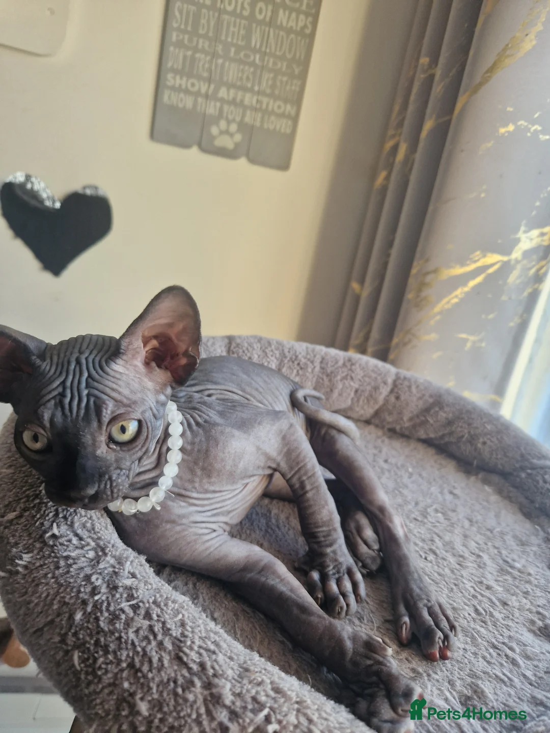 Sphynx cats for sale: Canadian Sphynx kittens - Advert 24
