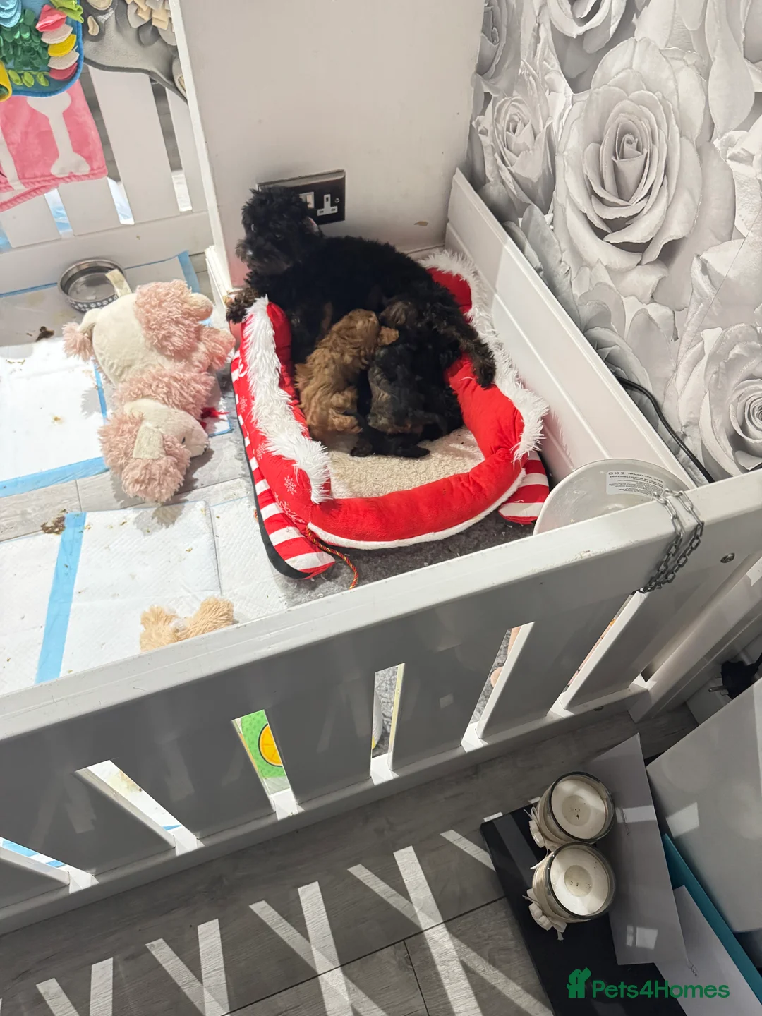 Cavapoo dogs for sale:  ** /TOY MULTI GEN CAVAPOO BOY - Advert 2