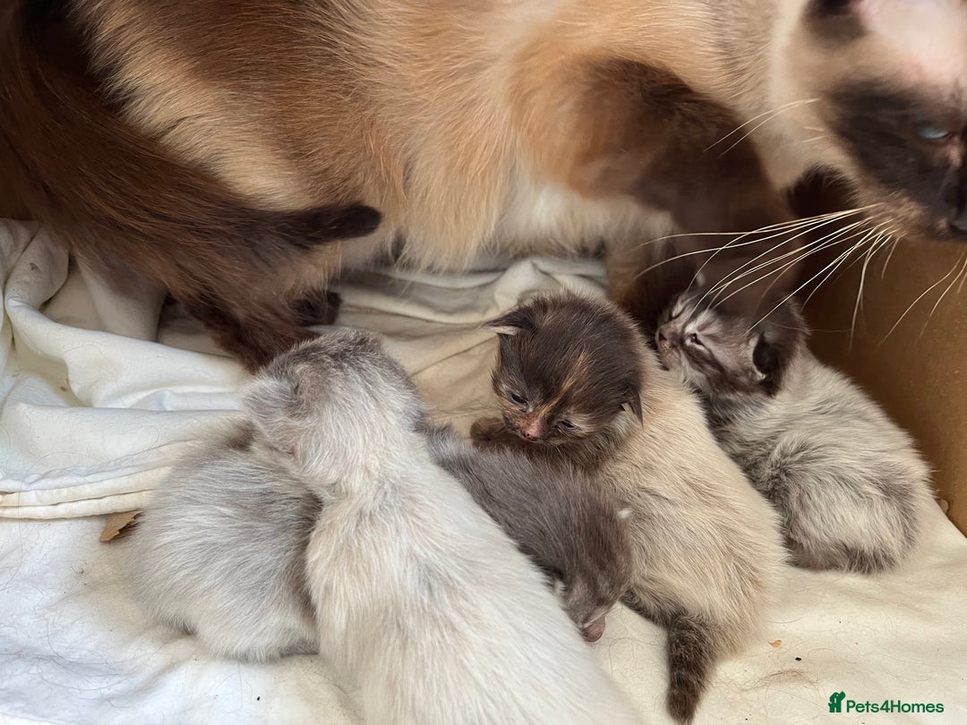 Ragdoll cats for sale: Ragcoons - Image 10