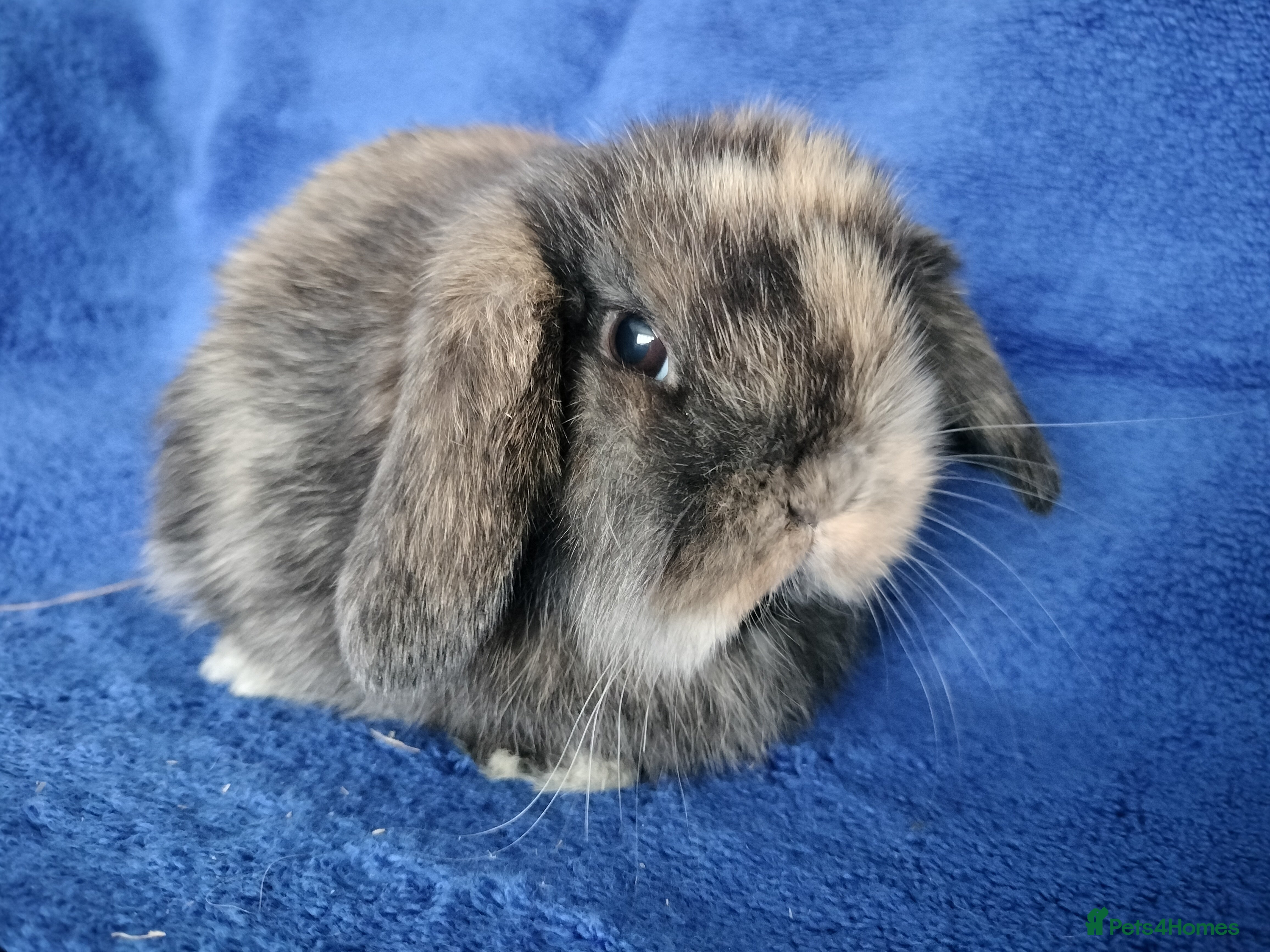 Mini Lop rabbits Baby mini lops for sale  - Advert 11