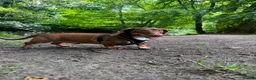 Dachshund dogs for sale: Male daschund  in Keighley - Advert 2