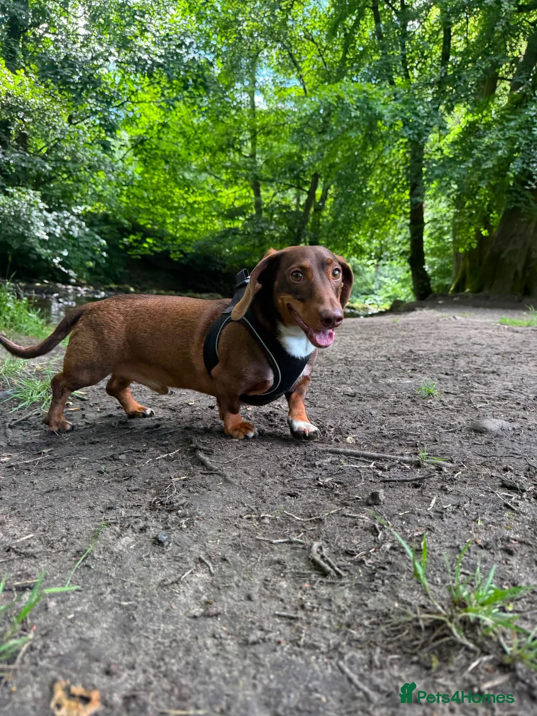 Dachshund dogs for sale: Male daschund  in Keighley - Advert 2