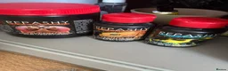 Frog reptiles for sale: Female Dart Frog & Full Bioactive  - Advert 12