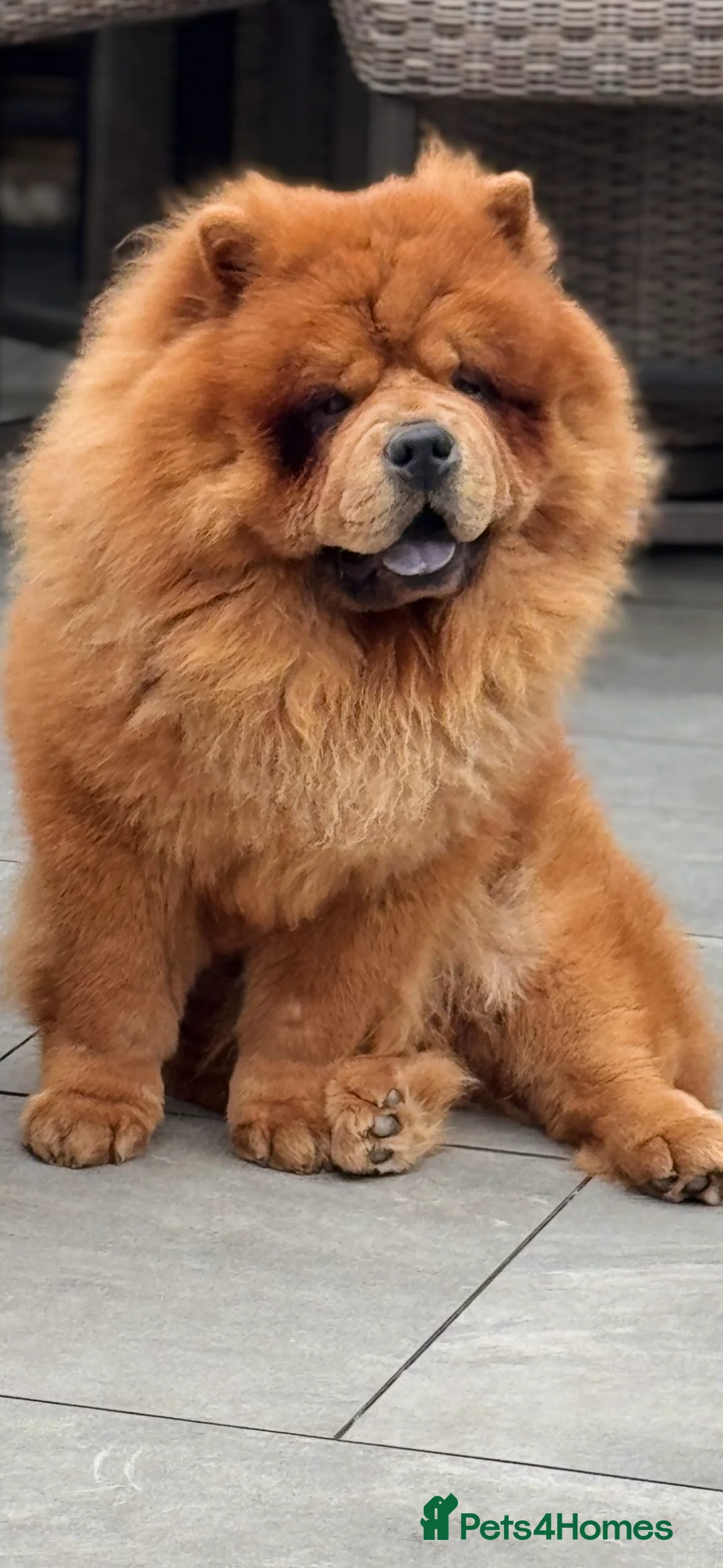Chow Chow dogs for sale: Beautiful chow chow puppies  - Advert 12