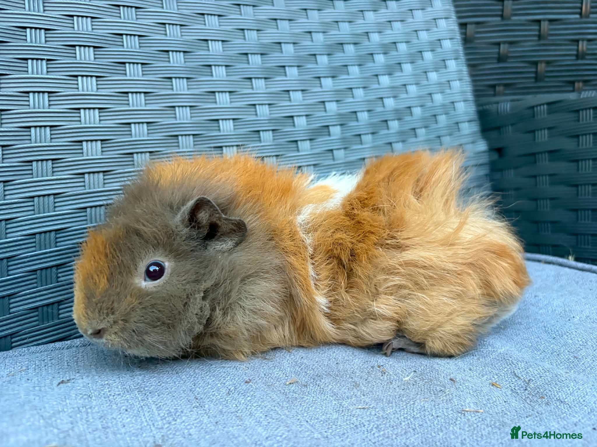 Guinea Pig rodents Sows mixed ages & breeds - Advert 1