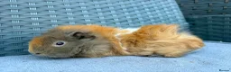 Guinea Pig rodents for sale: Sows mixed ages & breeds - Advert 1