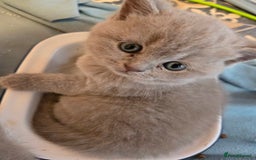 British Shorthair cats for sale: Britishshort hair kittens - Image 8