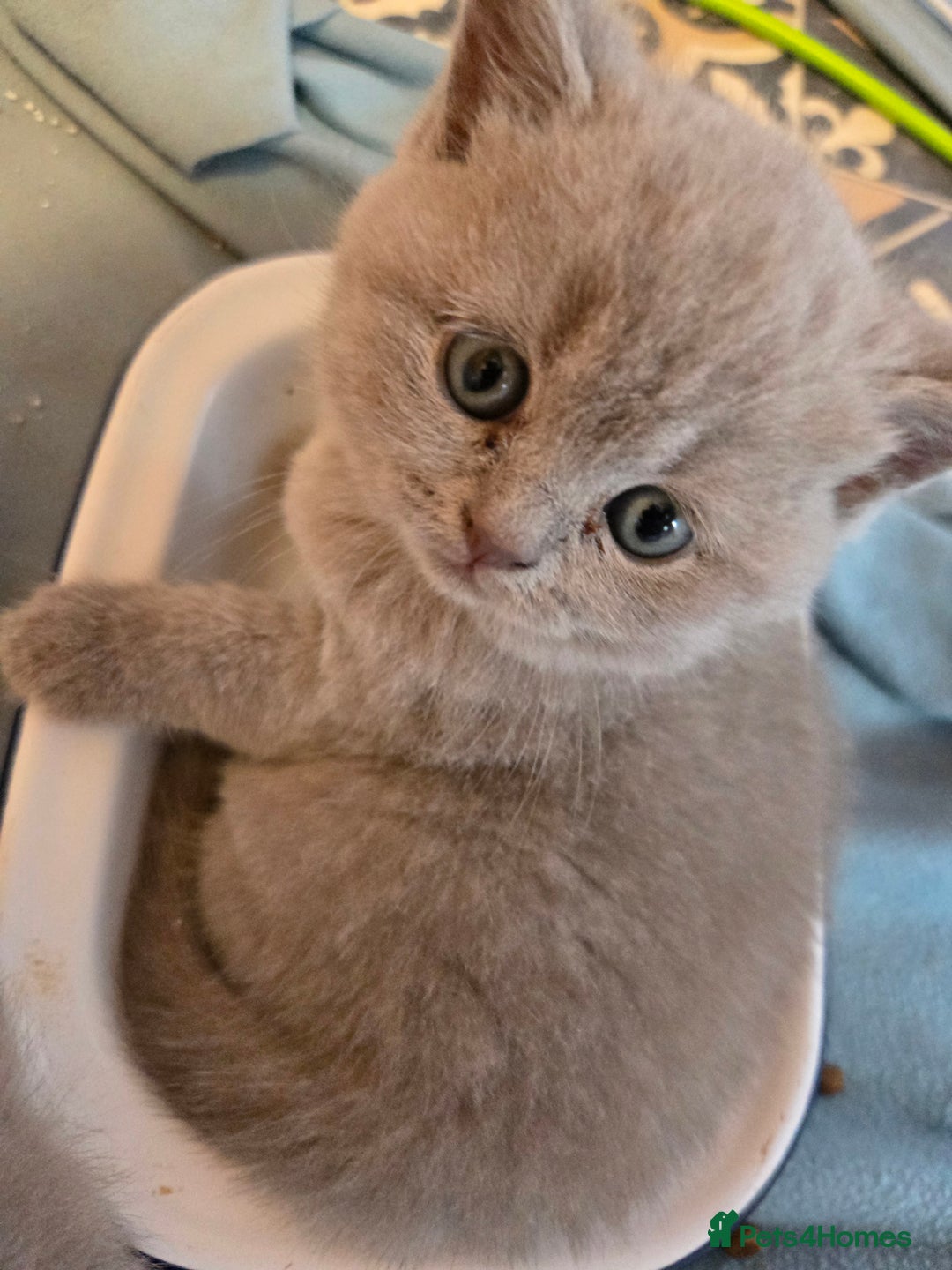 British Shorthair cats for sale: Britishshort hair kittens - Image 8