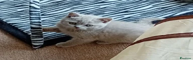 British Shorthair 9